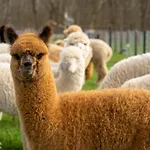 Alpacafarm Дом отдыха Vorstenbosch