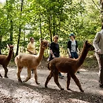 Alpacafarm Vorstenbosch