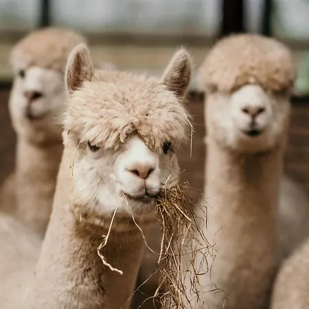 別荘 Alpacafarm Vorstenbosch
