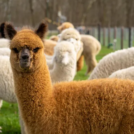 Alpacafarm 別荘 Vorstenbosch