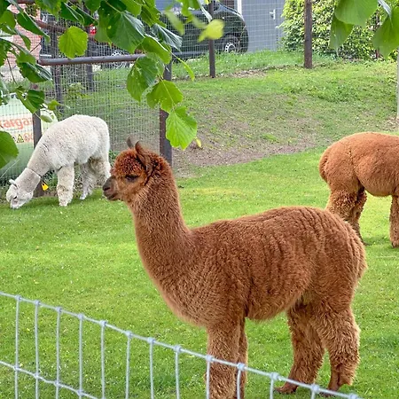Alpacafarm 別荘 Vorstenbosch