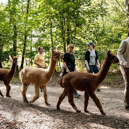 Alpacafarm Vorstenbosch
