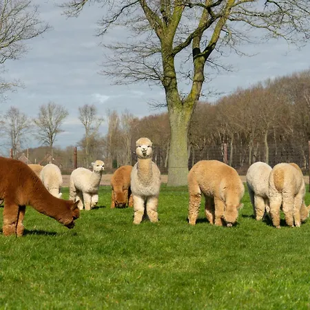 Prázdninový dům Alpacafarm Vorstenbosch
