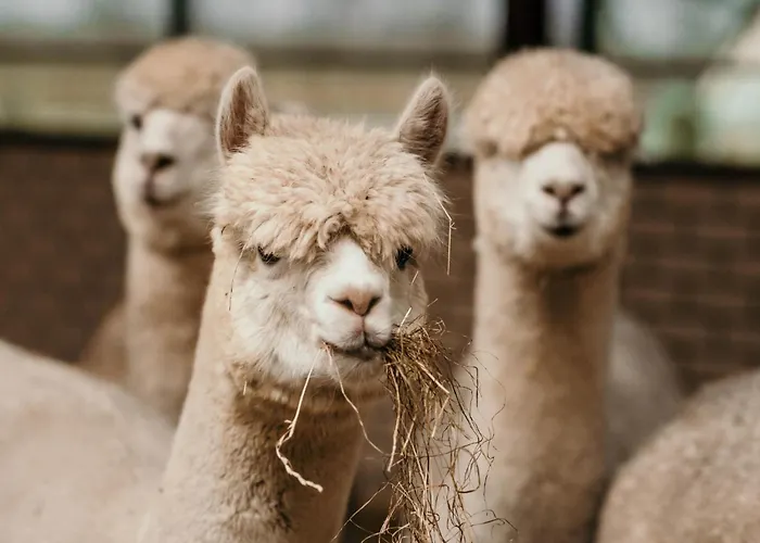 Casa vacanze Alpacafarm Vorstenbosch