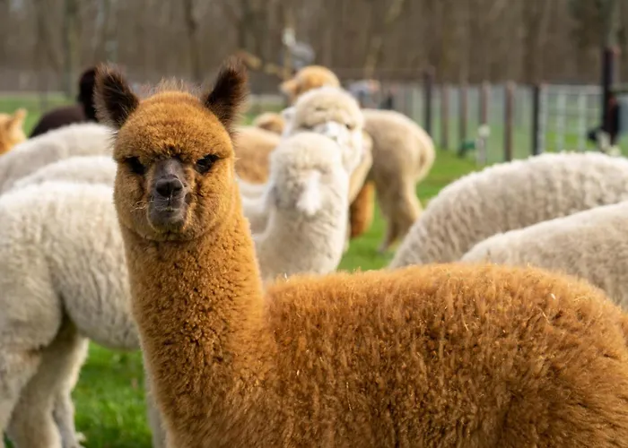 Alpacafarm Casa vacanze Vorstenbosch