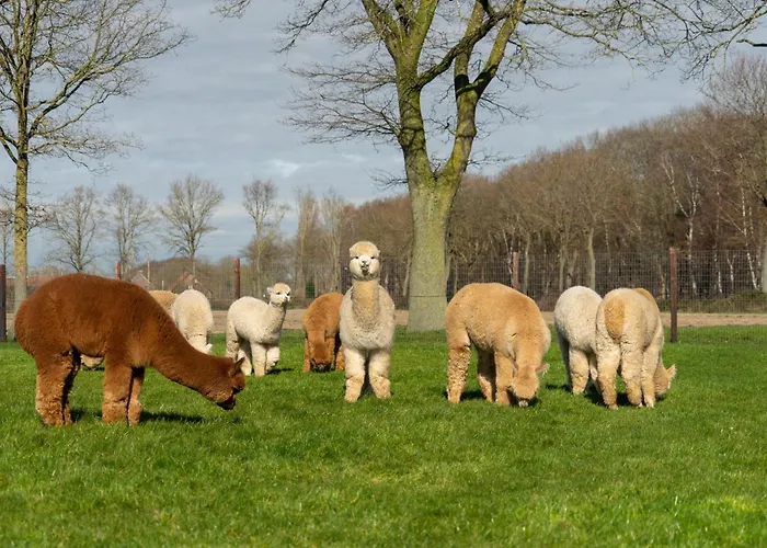 Alpacafarm *