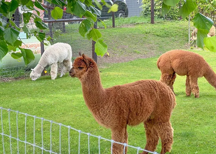 Alpacafarm Casa vacanze Vorstenbosch