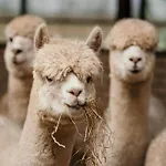 펜션 Alpacafarm *