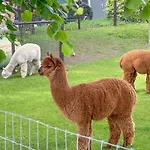Alpacafarm 펜션 *